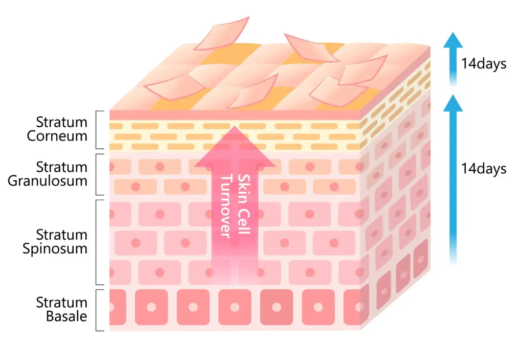 【セルフケア】消えない赤み・色素沈着におすすめの成分と化粧水